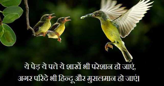 Two Line Shayari, Yeh Ped Yeh Patte